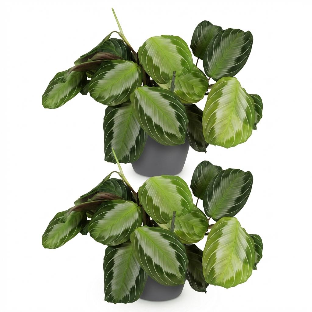 Kamerplant - Maranta Fascinator Silverband - Gebedsplant - Huisdiervriendelijke Plant - Groen - 2 Planten - met Potter Grijs - Pot 12cm - Hoogte 25cm