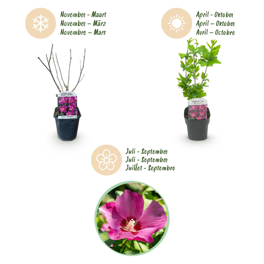Heesters - Hibiscus syriacus Woodbridge - Bloem Roze - 1 Plant - Bladverliezend - Weinig Onderhoud - Pot 17cm Hoogte 45cm