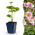 Vasteplant - Anemone hybr. Kön. Charlotte - Herfst Anemoon - Schaduw - Roze - 6 Planten - Pot 11cm - Hoogte 15-25cm