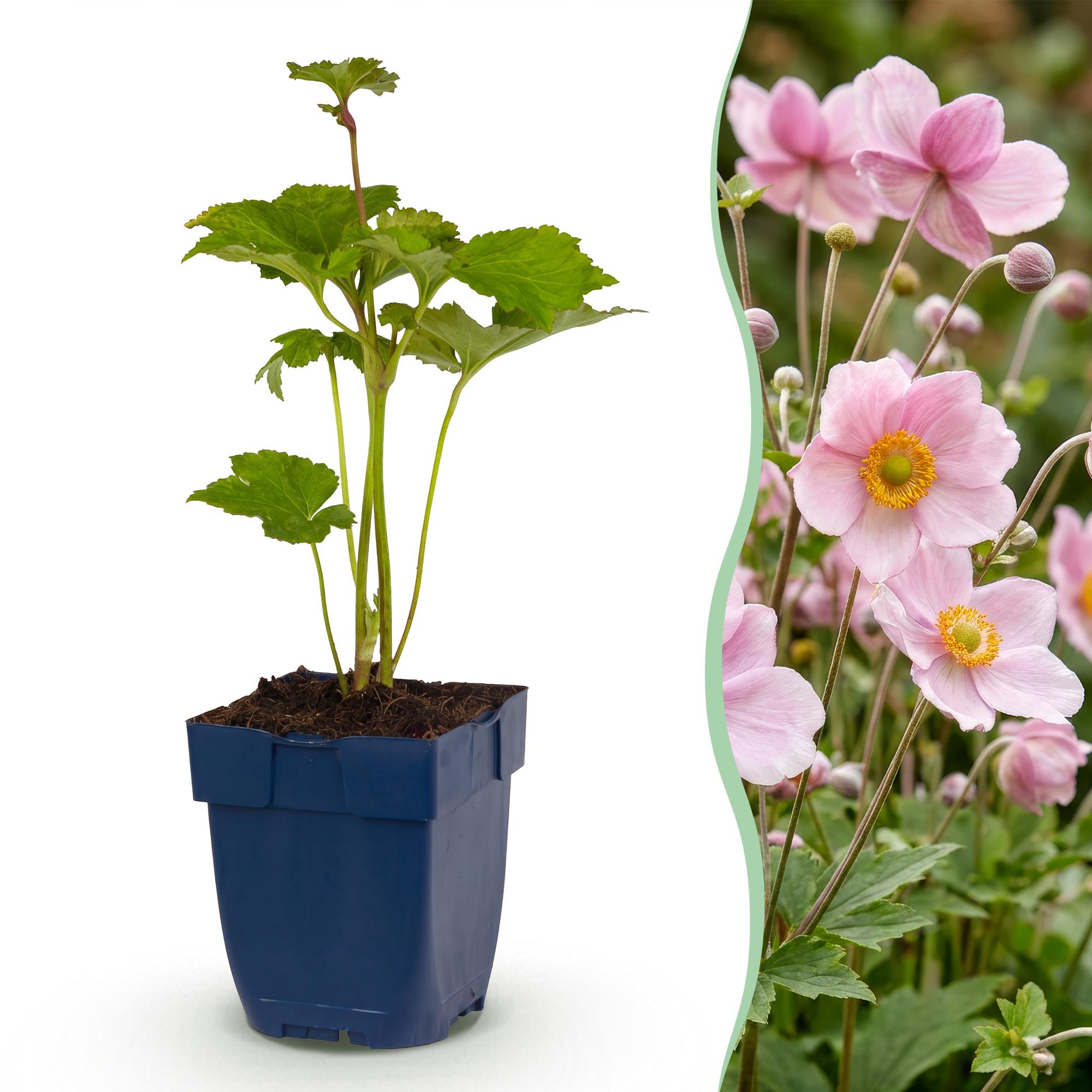 Vasteplant - Anemone hybr. Kön. Charlotte - Herfst Anemoon - Schaduw - Roze - 6 Planten - Pot 11cm - Hoogte 15-25cm