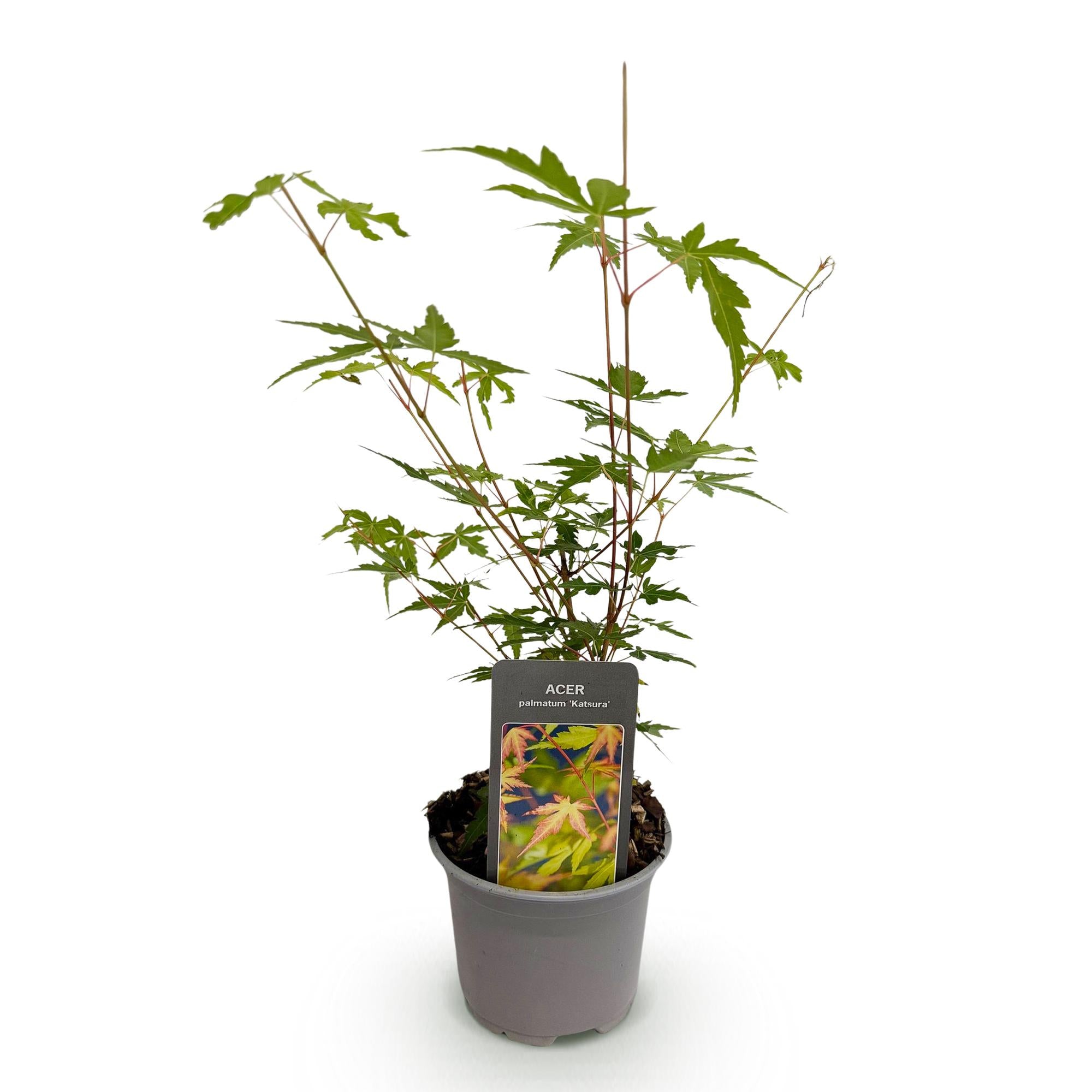Tuinplant - Acer palmatum Sangokaku - Groen - 1 Plant - Bladverliezend - Weing Onderhoud - Pot 12cm Hoogte 35cm