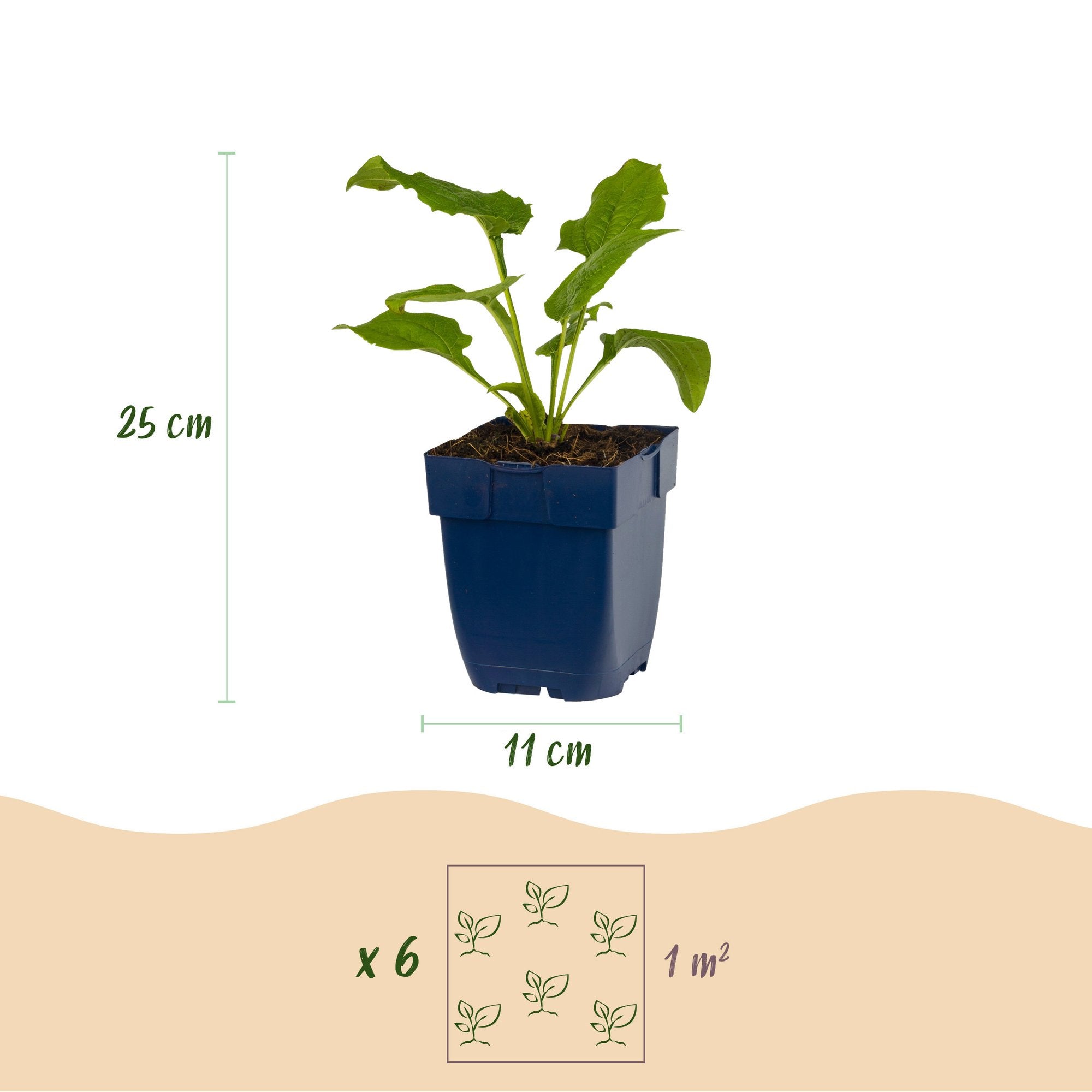 Vasteplant - Echinacea purp. Alba - Zonnehoed - Bijen- en vlinderlokkers - Wit - 24 Planten - Pot 11cm - Hoogte 15-25cm