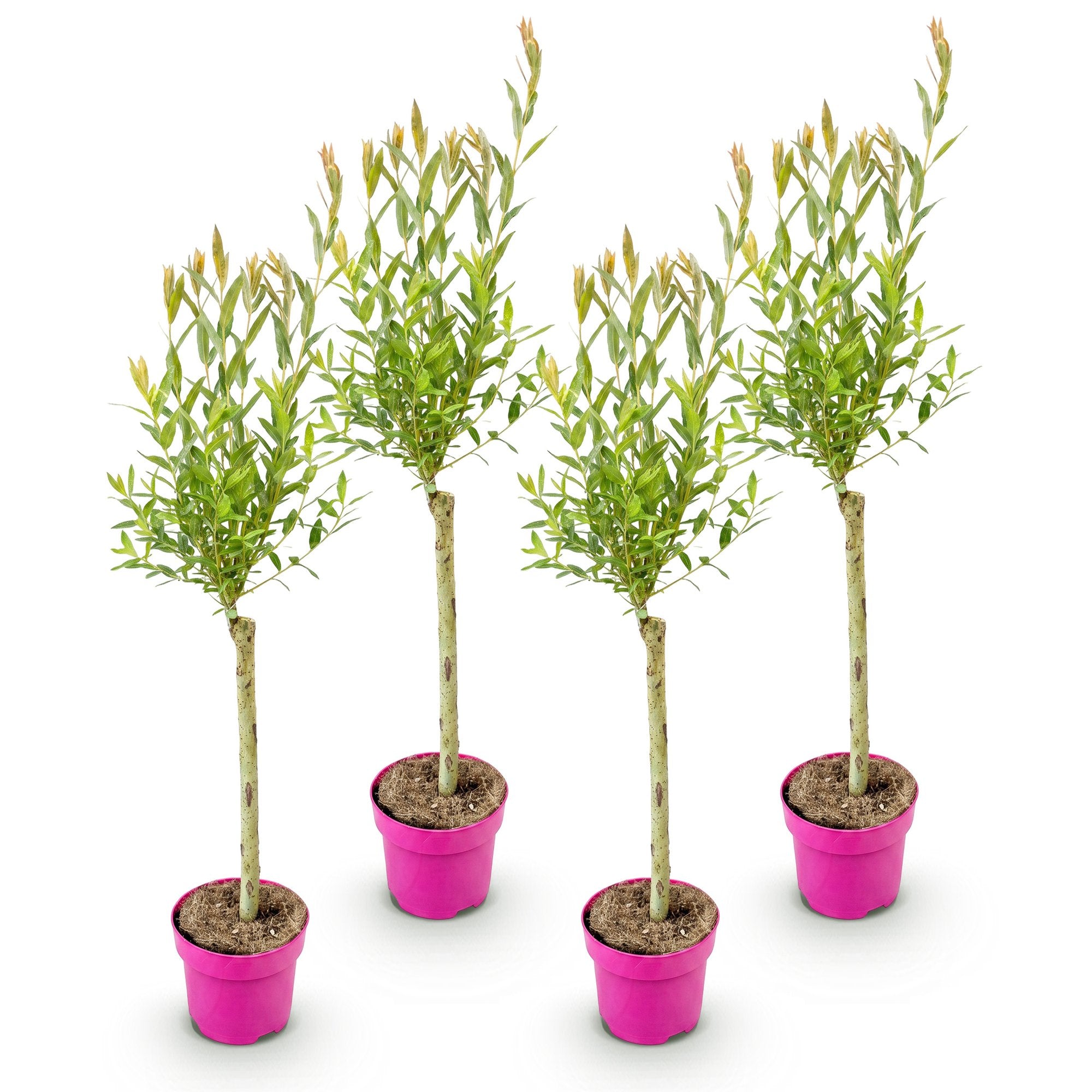 4x - Salix Flamingo - Ø17cm - ↕70-80cm