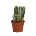 Pilosocereus azureus - - - 12cm