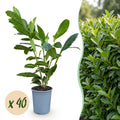 40x Prunus laur. Caucasica - Laurierkers - Haagplanten - Groenblijvend - Groen - Pot 9cm - Hoogte 25-35cm