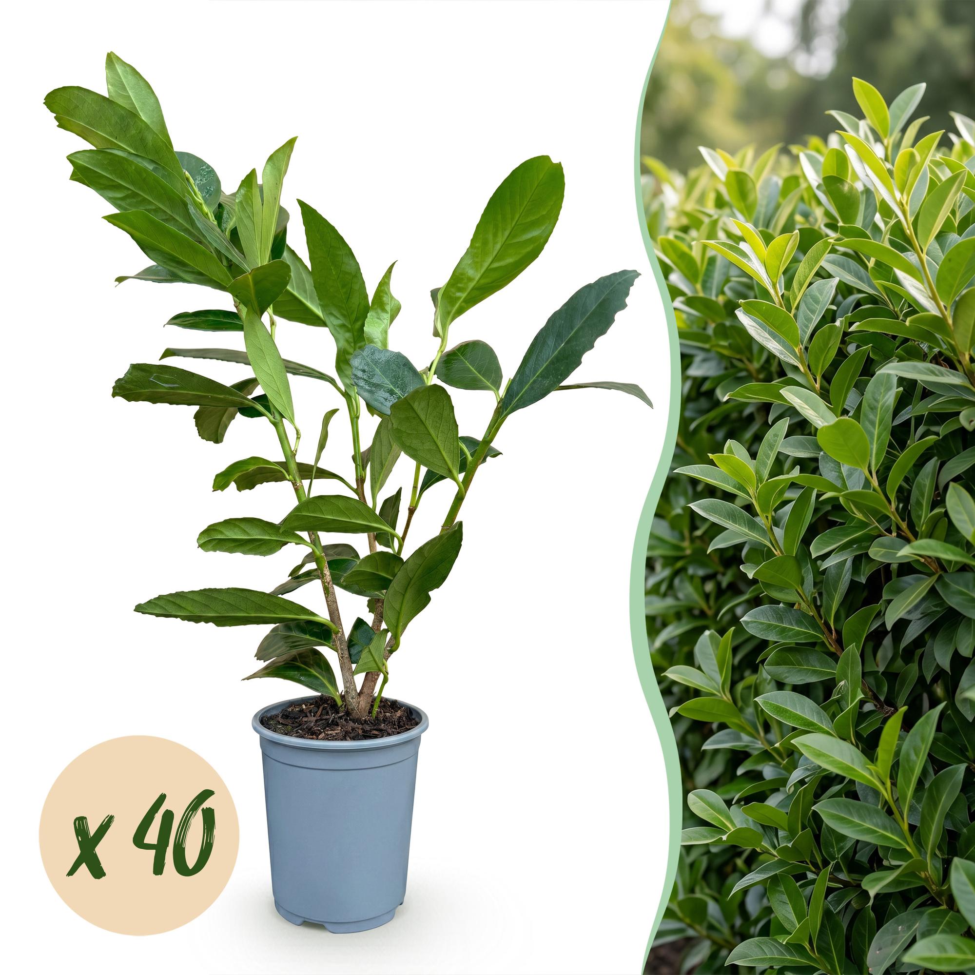 40x Prunus laur. Caucasica - Laurierkers - Haagplanten - Groenblijvend - Groen - Pot 9cm - Hoogte 25-35cm