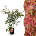 Tuinplant - Acer palmatum Beni Maiko - Japanse Esdoorn - Bladverliezend - Rood - 1 - Pot 26cm - Hoogte 90cm