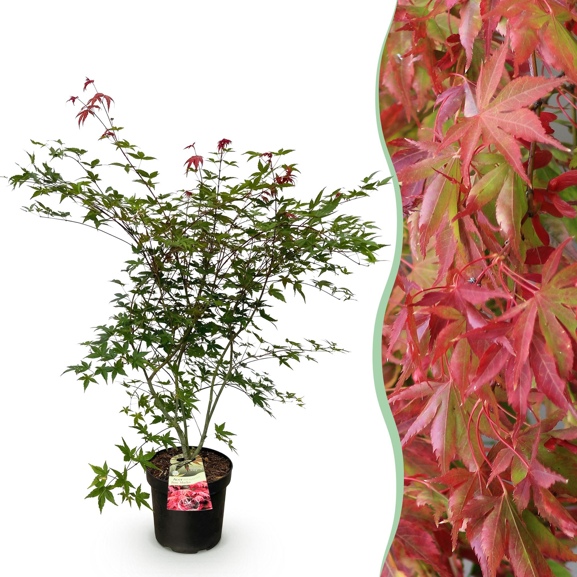 Tuinplant - Acer palmatum Beni Maiko - Japanse Esdoorn - Bladverliezend - Rood - 1 - Pot 26cm - Hoogte 90cm
