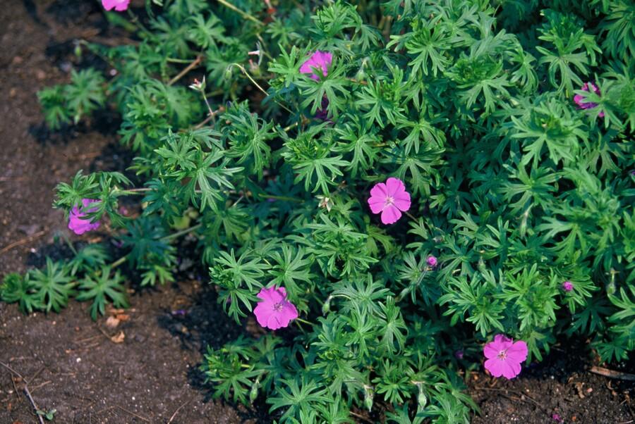48x Geranium 'Tiny Monster' - ↕10-25cm - Ø9cm