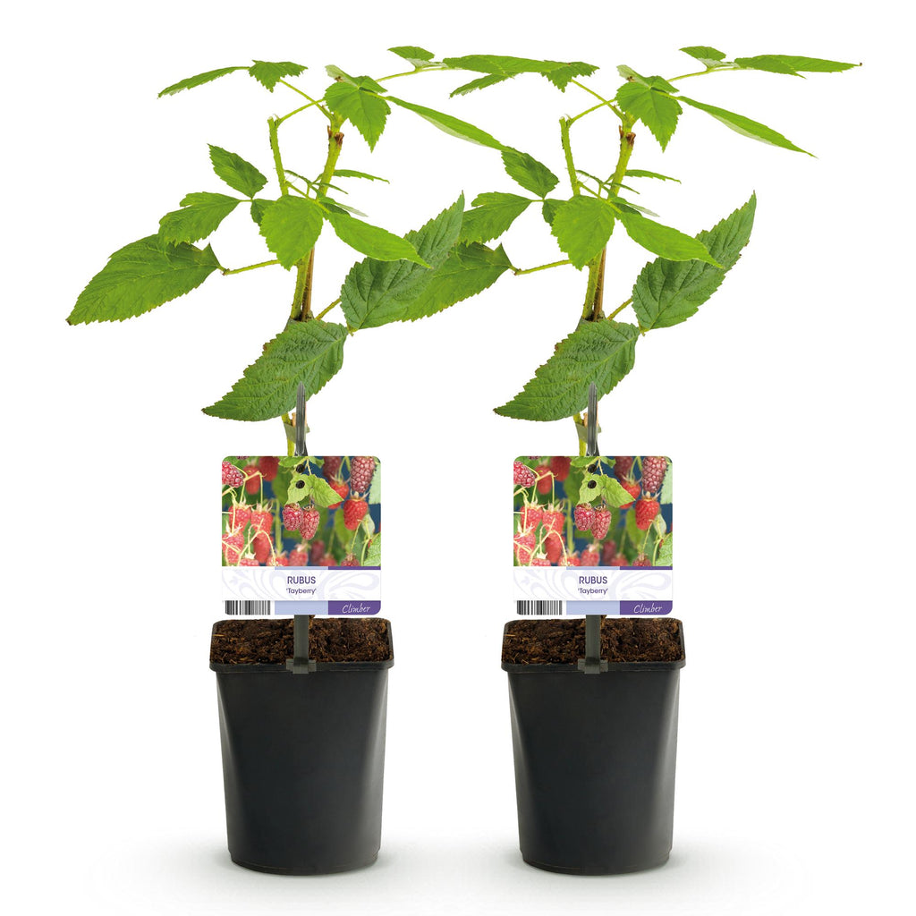 Fruitplant - Taybes - Rubus Tayberry  - Rode Vrucht - 2 planten -  Pot 11cm Hoogte 40cm