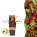 Fruitplant - Vaccinium mac. Early Black - Cranberry - Winterhard - Blauwe Bes - 2 Planten - Pot 15cm - Hoogte 50cm