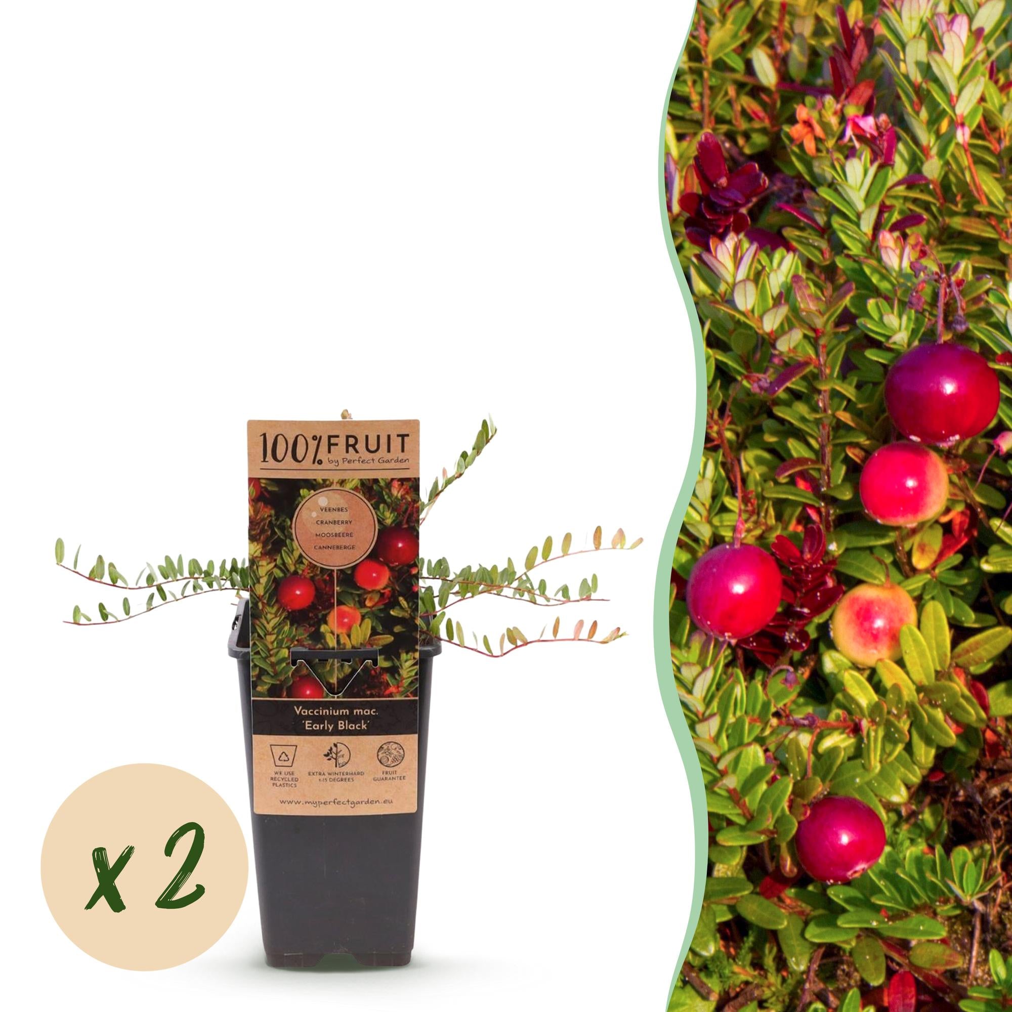 Fruitplant - Vaccinium mac. Early Black - Cranberry - Winterhard - Blauwe Bes - 2 Planten - Pot 15cm - Hoogte 50cm