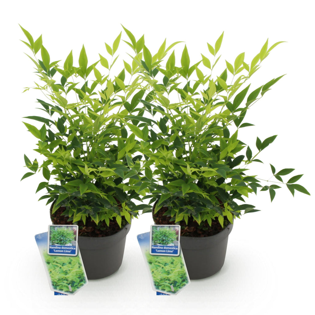 Tuinplant - Nandina Lemon & Lime - Geel - 2 Planten - Groenblijvend - Weinig Onderhoud - Pot 17cm Hoogte 45cm