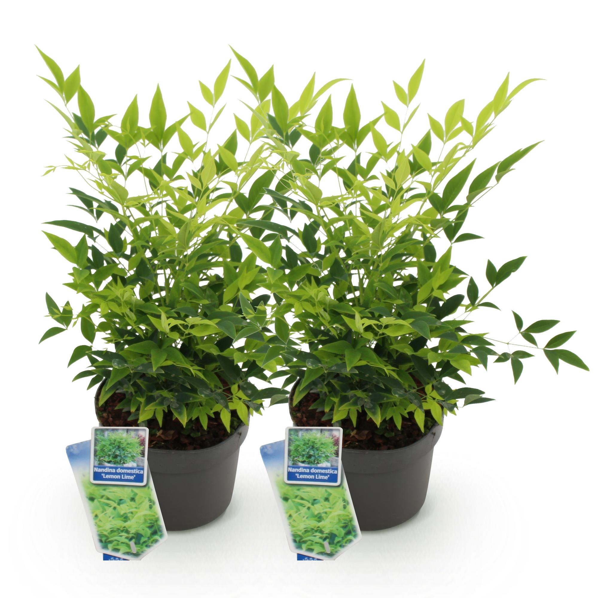 Tuinplant - Nandina Lemon & Lime - Geel - 2 Planten - Groenblijvend - Weinig Onderhoud - Pot 17cm Hoogte 45cm