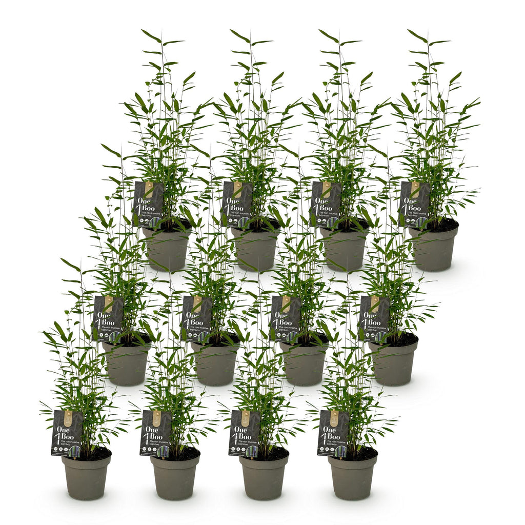 Bamboe - Fargesia Black Dragon - Bladhoudend - Niet Woekerend - Groen - 12 Planten - Pot 14cm - Hoogte 35cm