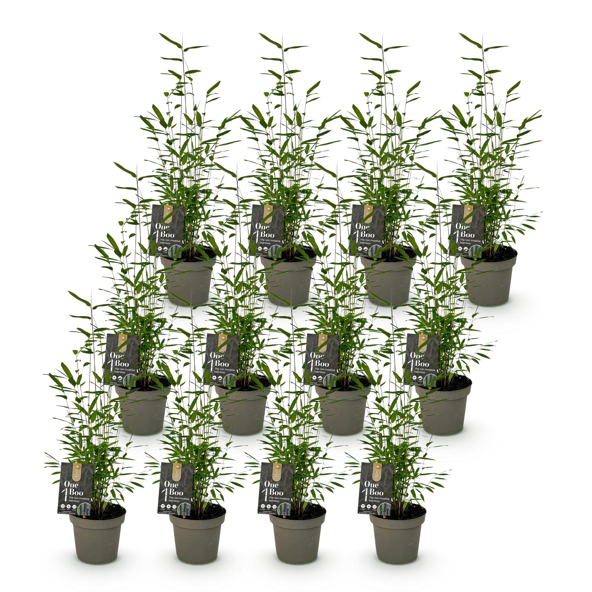 Bamboe - Fargesia Black Dragon - Bladhoudend - Niet Woekerend - Groen - 12 Planten - Pot 14cm - Hoogte 35cm
