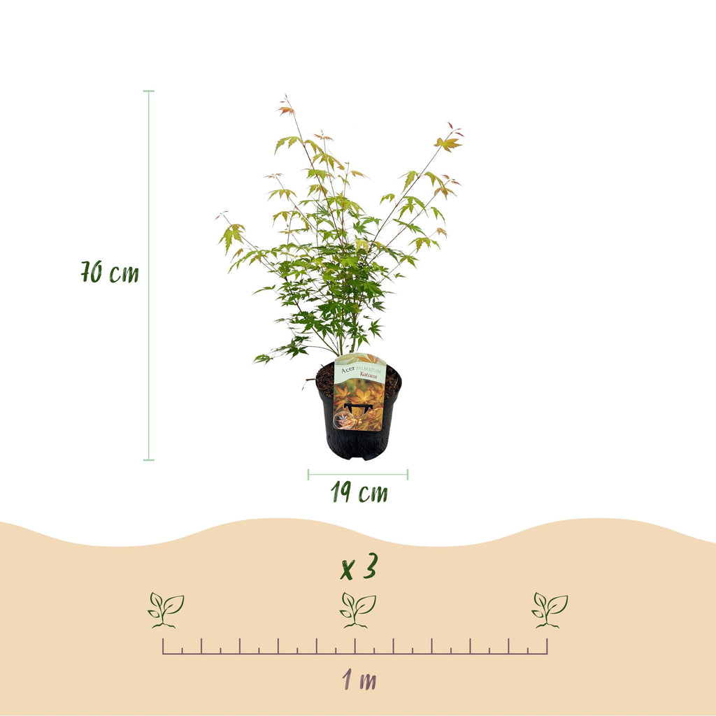 Terrasplant - Japanse Esdoorn - Acer palmatum Katsura - Oranje - 2 Planten - Bladverliezend - Pot 19cm Hoogte 70cm