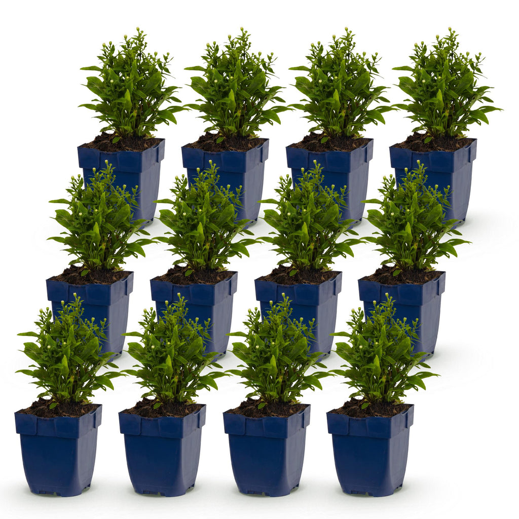 Vasteplant - Aster Tricolour - Zee Aster - Bijen en Vlinderlokkers - Paars - Roze - Wit - 12 Planten - Pot 11cm - Hoogte 15-25cm