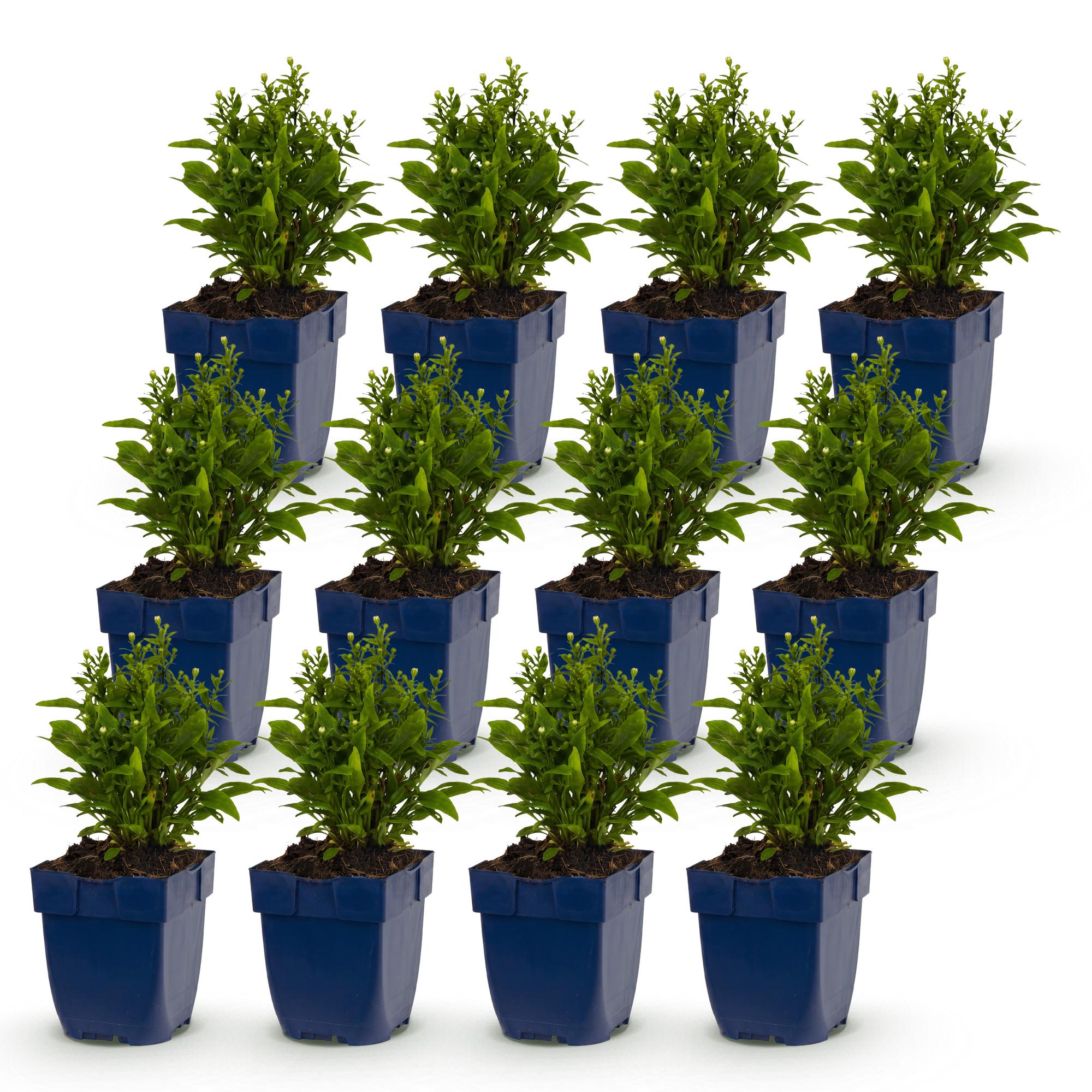 Vasteplant - Aster Tricolour - Zee Aster - Bijen en Vlinderlokkers - Paars - Roze - Wit - 12 Planten - Pot 11cm - Hoogte 15-25cm