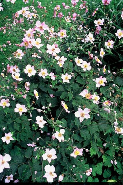 48x Anemone tom. 'Robustissima' - ↕10-25cm - Ø9cm