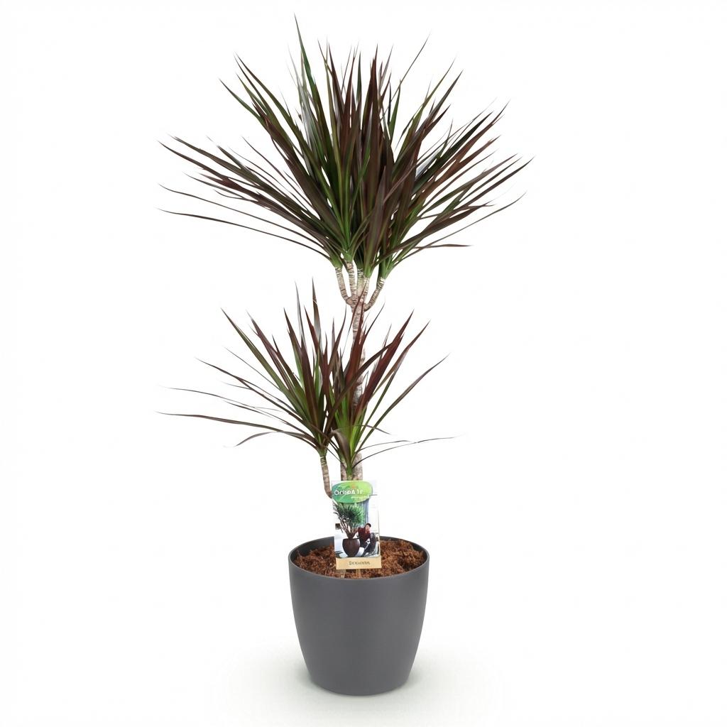 Kamerplanten - Dracaena Magenta - Drakenbloedboom - Weinig onderhoud - Groen - 1 Plant - met Potter Grijs - Pot 21cm - Hoogte 90-100cm
