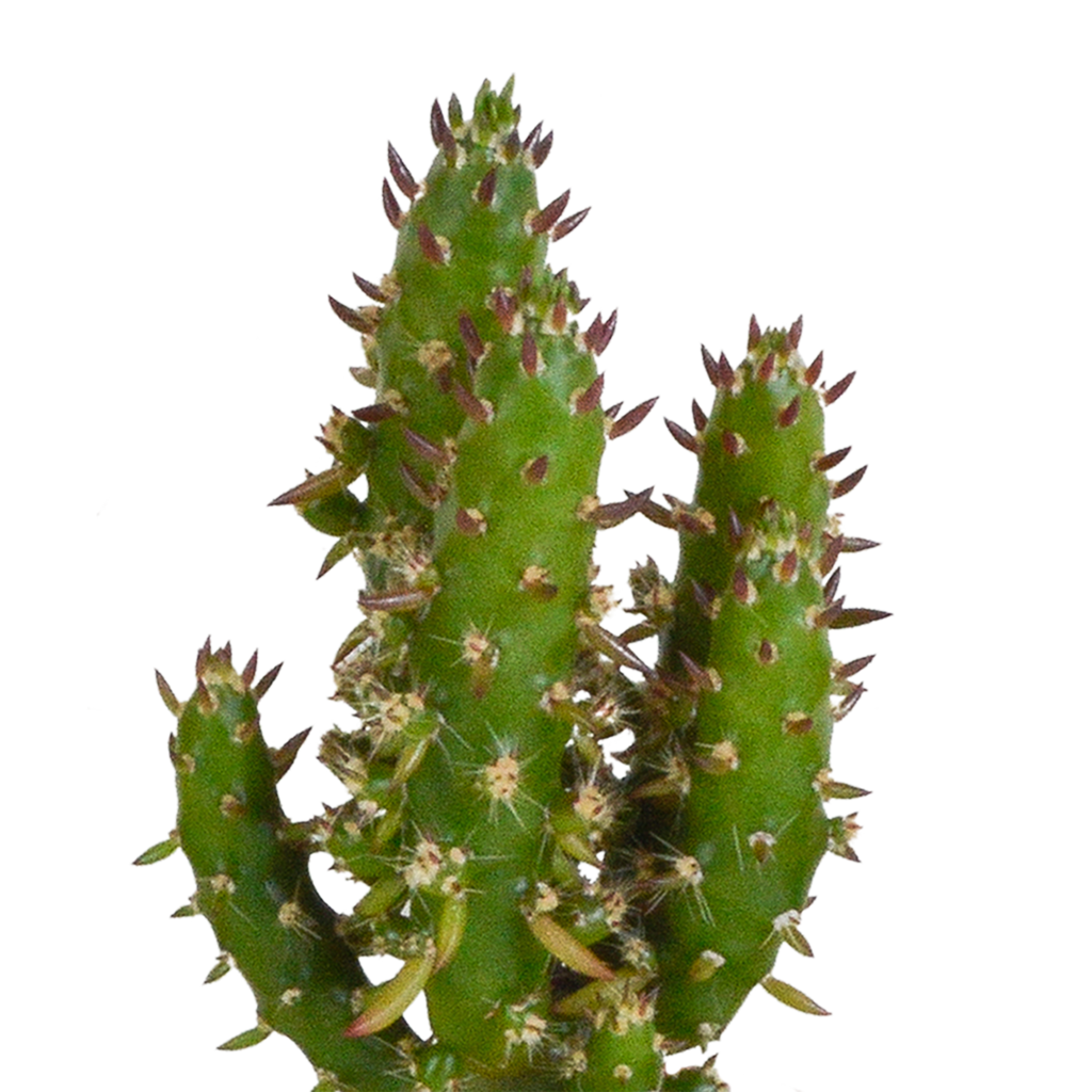 Cactus en vetplanten mix 5.5 cm | 15 stuks - in Mexicaanse pot