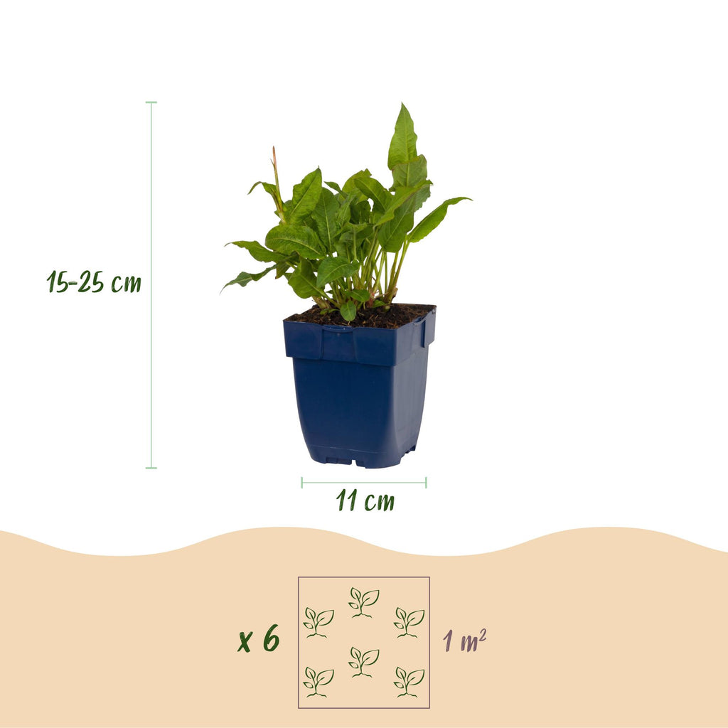 Vasteplant - Persicaria ampl. Rosea - Duizendknoop - Schaduw - Roze - 12 Planten - Pot 11cm - Hoogte 15-25cm