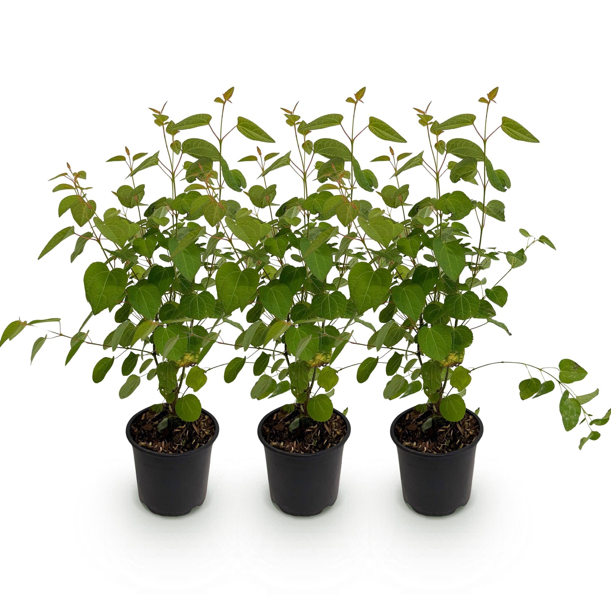 Tuinplant - Cercidiphyllum japonicum - Groen 3 Planten - Bladverliezend - Weinig Onderhoud - Pot 12cm Hoogte 35cm