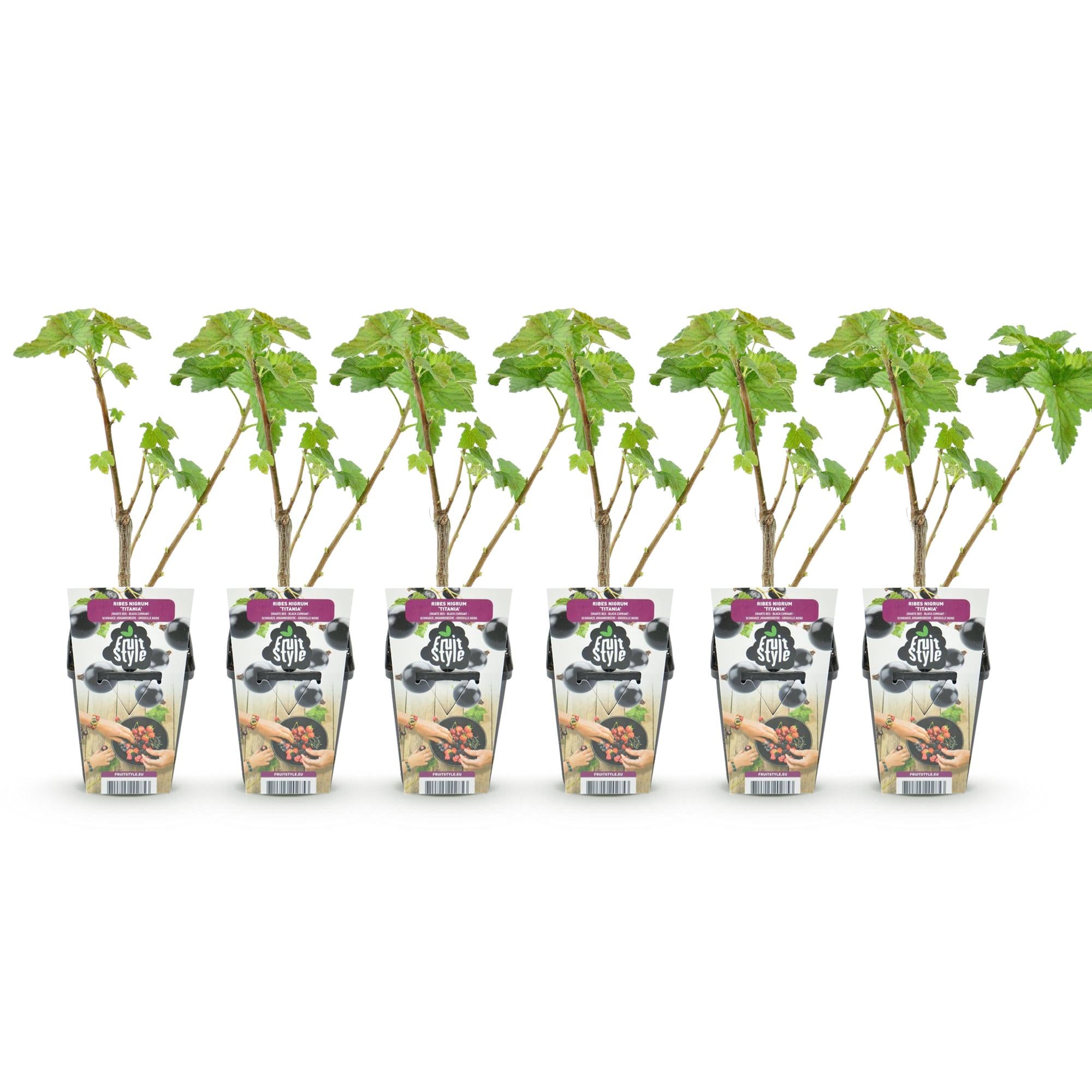 Fruitplanten - Zwarte Bes - Ribes nigrum Titania - Winterhard - 6 Planten - Pot 9 cm - Zwarte Bes