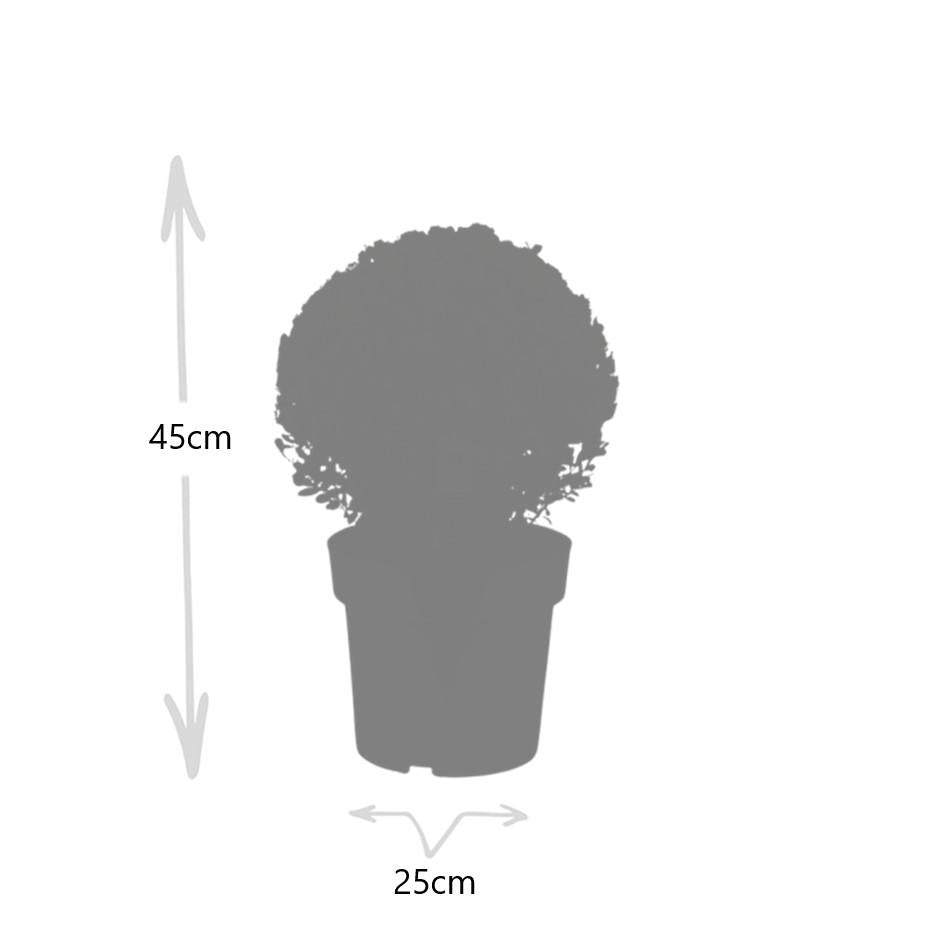 2x Ilex crenata 'Jenny' bol XL | set van 2 stuks | 19 cm Ø