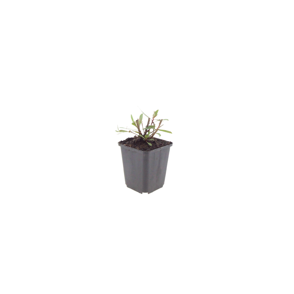 6x Gaura l. 'Whirling Butterflies' - ↕10-25cm - Ø9cm