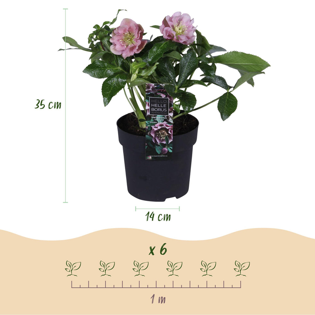 Tuinplant - Lenten Rose - Helleborus orientalis Double Ellen Pink - Roze Bloem -1 Plant - Groenblijvend - Pot 14cm Hoogte 35cm