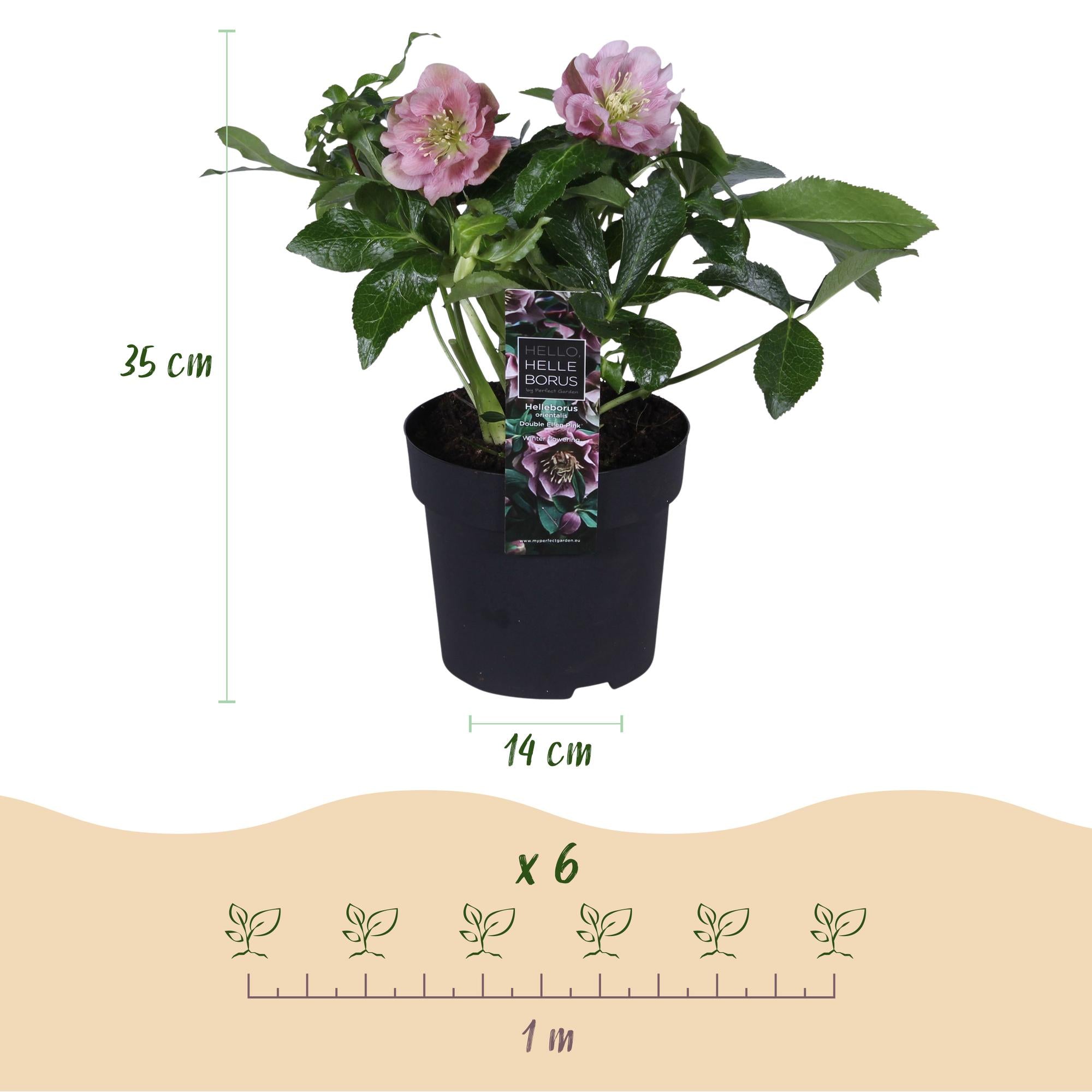 Tuinplant - Lenten Rose - Helleborus orientalis Double Ellen Pink - Roze Bloem -1 Plant - Groenblijvend - Pot 14cm Hoogte 35cm