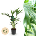 Kamerplant - Howea Forsteriana - Kentia Palm - Weinig Onderhoud - Groen - 2 planten - Pot 17cm - Hoogte 70-75cm