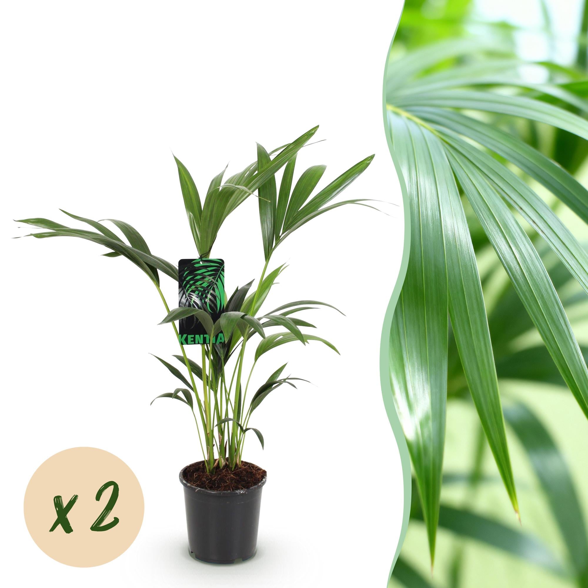 Kamerplant - Howea Forsteriana - Kentia Palm - Weinig Onderhoud - Groen - 2 planten - Pot 17cm - Hoogte 70-75cm