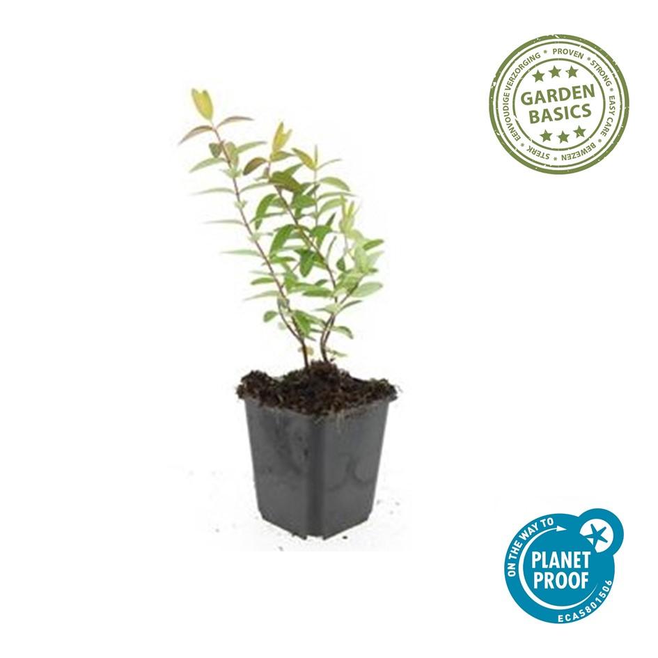 48x Hypericum 'Hidcote' - ↕10-25cm - Ø9cm