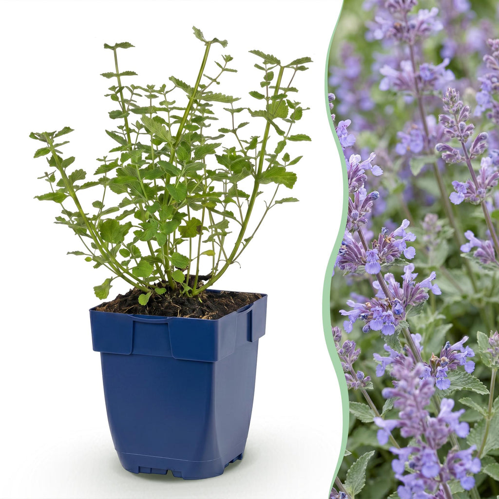 Vasteplant - Nepeta faassenii Walker's Low - Kattenkruid - Bijen en Vlinderlokkers - Blauw - 3 Planten - Pot 11cm - Hoogte 15-25cm
