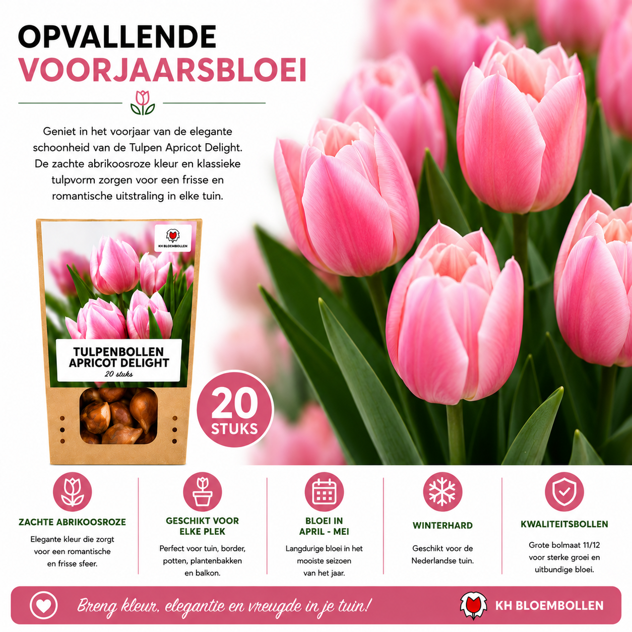 Tulpenbollen Apricot Delight – 20 Stuks | KH Bloembollen® | Roze Apricot Tulp – Zacht & Fris – Cadeau voor Tuin of Pot – Maat 11/12 – Vers van de Teler!