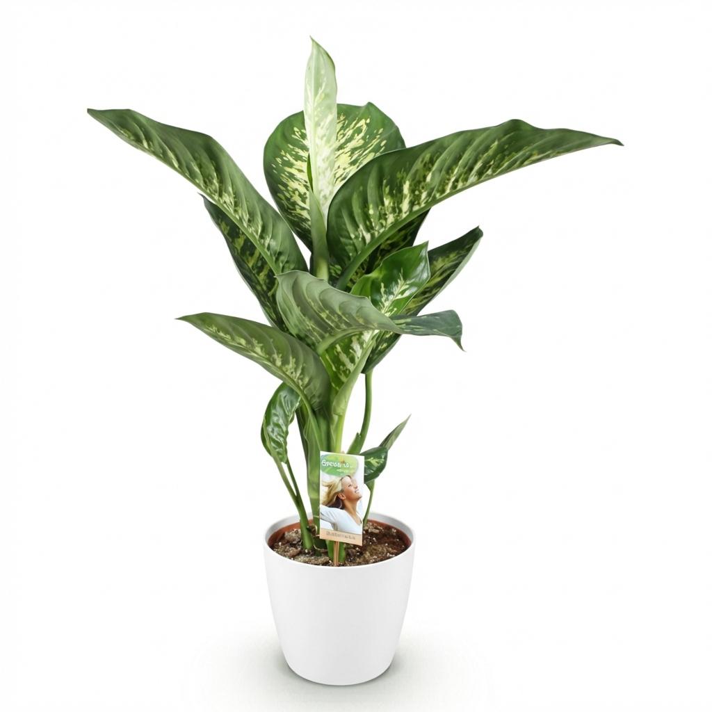 Kamerplanten - Diefenbachia Tropic Snow - Dieffenbachia - Weinig onderhoud - Groen - 1 Plant - met Potter Wit - Pot 21cm - Hoogte 90-100cm