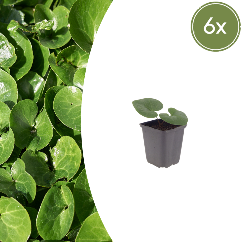 6x Asarum europaeum - ↕10-25cm - Ø9cm