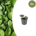 6x Asarum europaeum - ↕10-25cm - Ø9cm