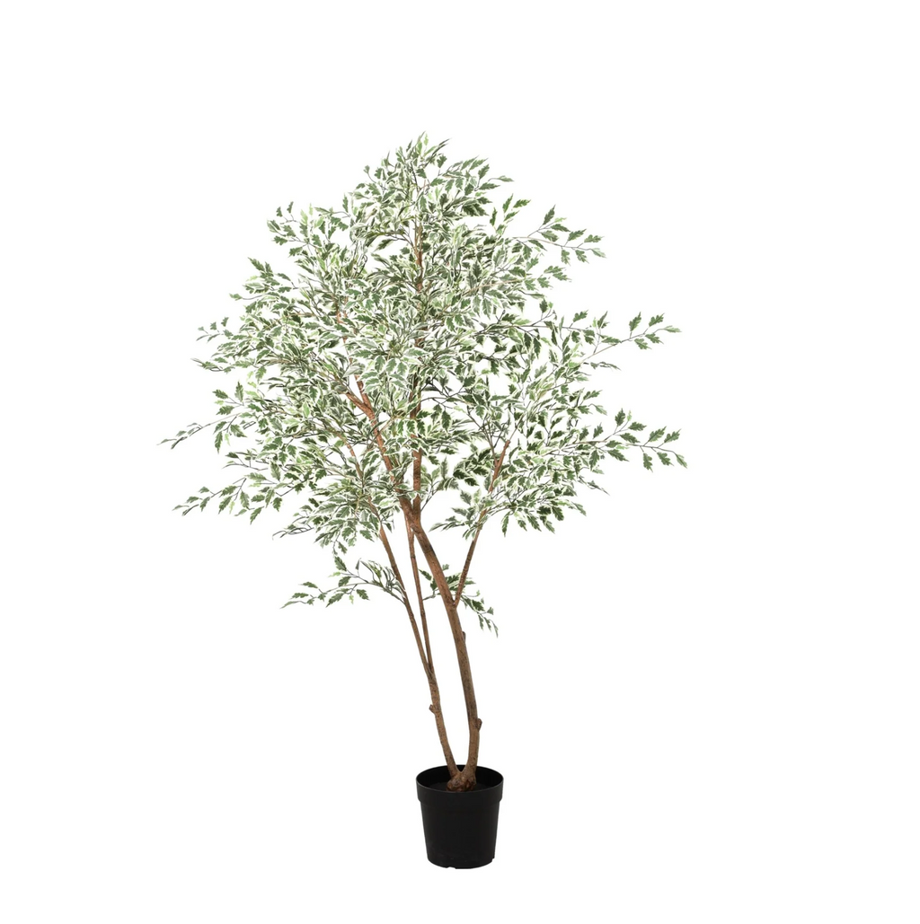 ARTIFICIAL Ficus benjamina variegata - 185cm