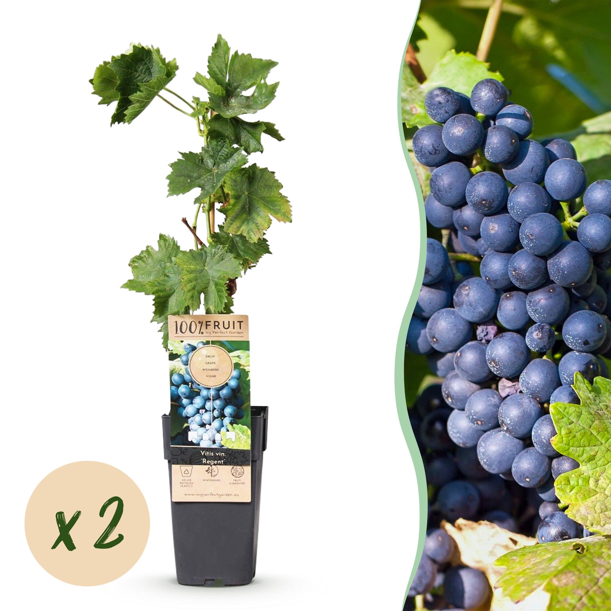 Fruitplant - Vitis vinifera Regent - Druivenplant - Geent - Blauwe Druif - 2 Planten - Pot 15cm - Hoogte 50cm