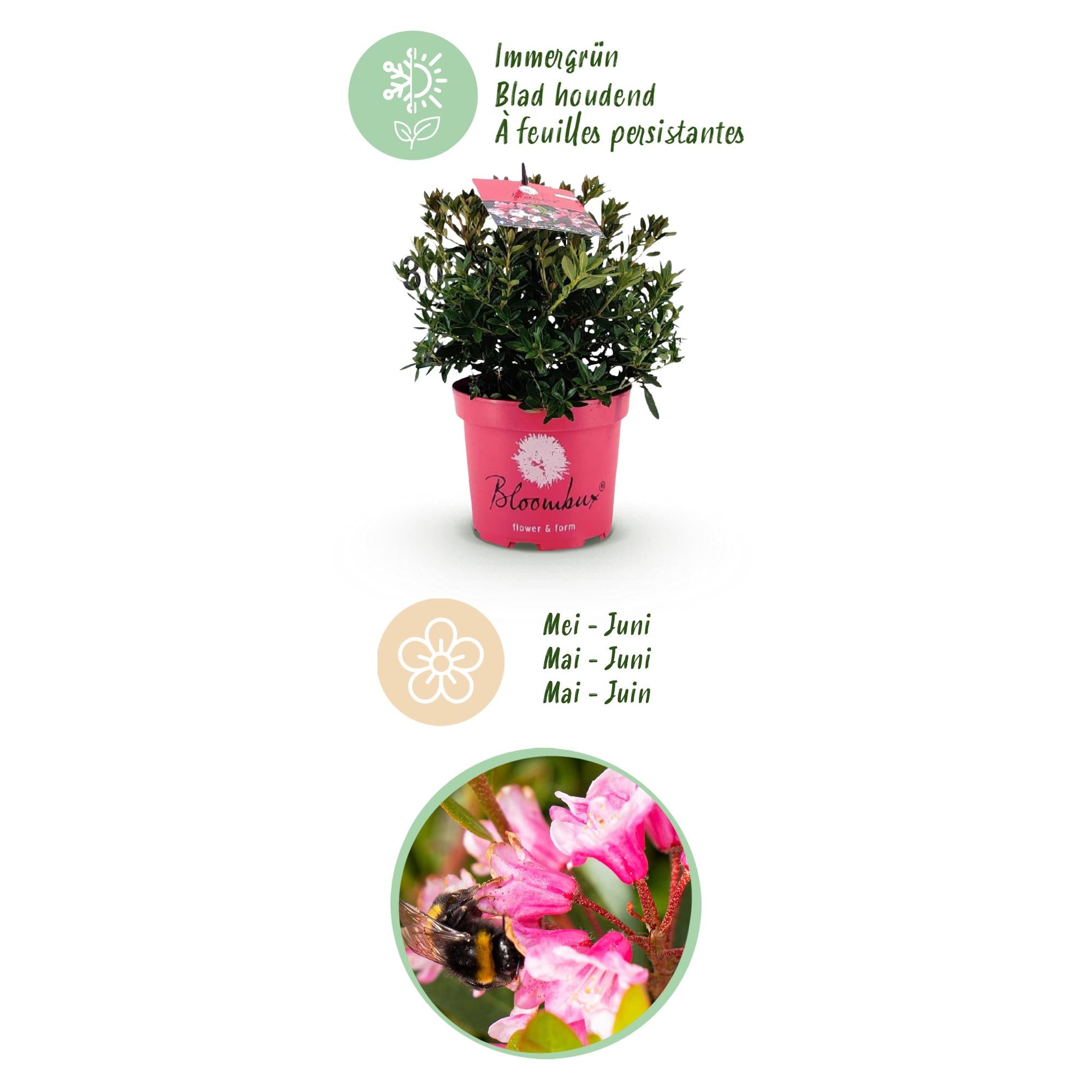 Dwerg Rhododendron - Rhododendron Bloombux Magenta - Bloeiende Buxus - Weinig Onderhoud - Roze Bloem - 1 Plant - Pot 17cm - Hoogte 30-40cm