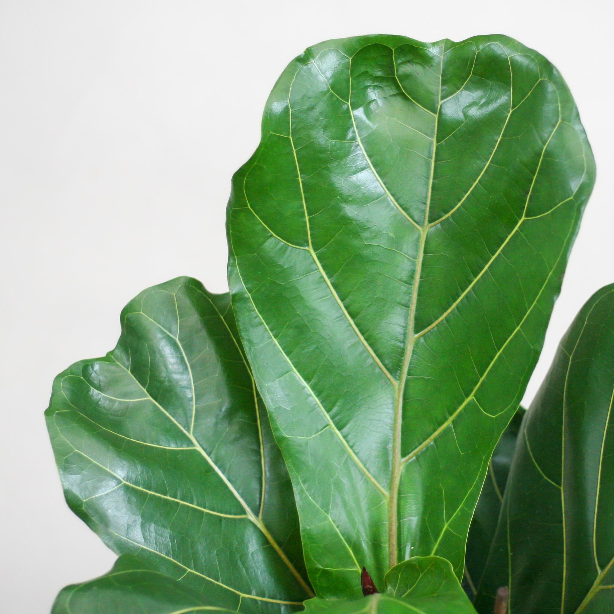 Ficus Lyrata met Potter pot wit - 80cm - Ø21