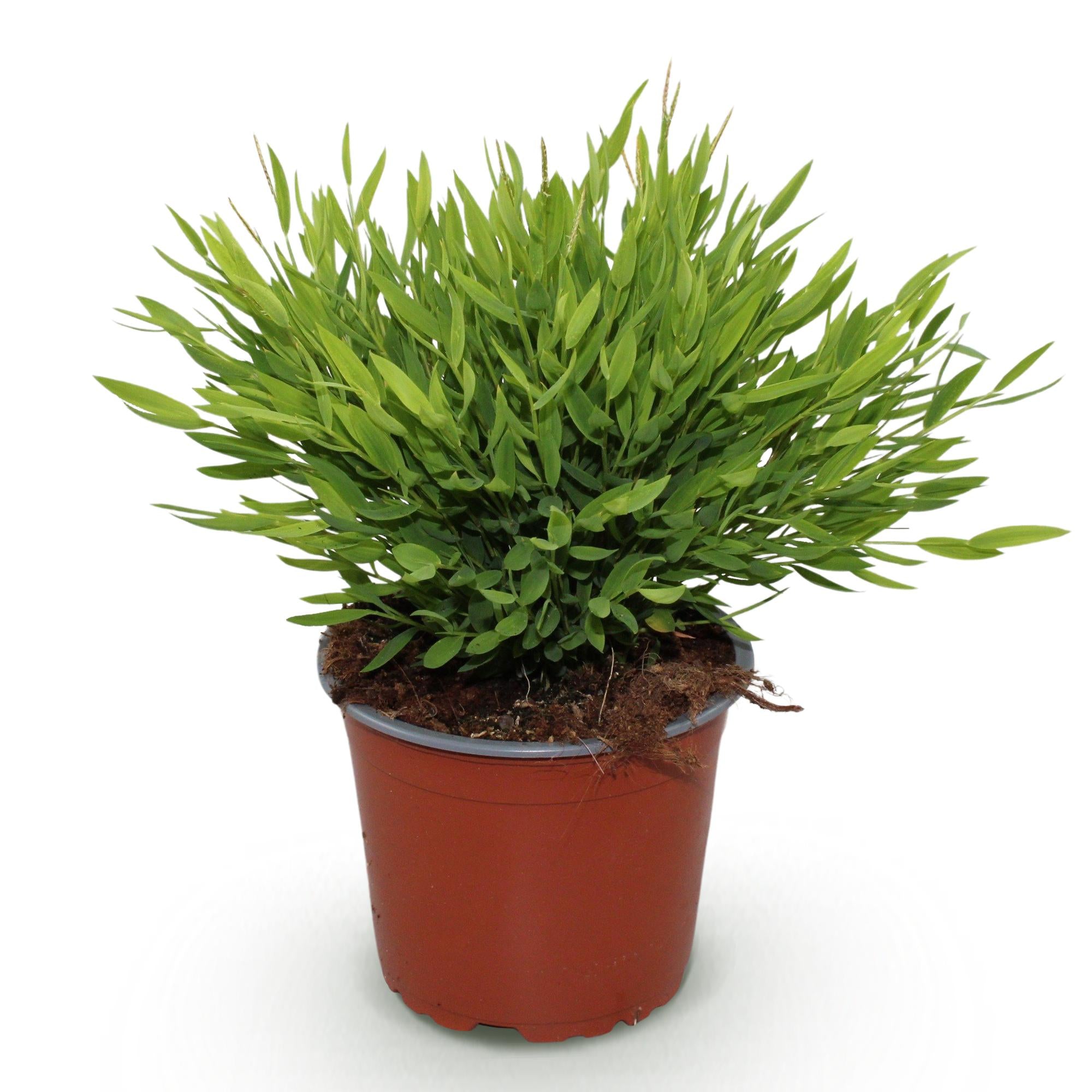 Kamerplant - Bamusa Pogonatherum Monica - Bamboegras - Huisdiervriendelijke Plant - Groen - 1 Plant - Pot 12cm - Hoogte 20cm
