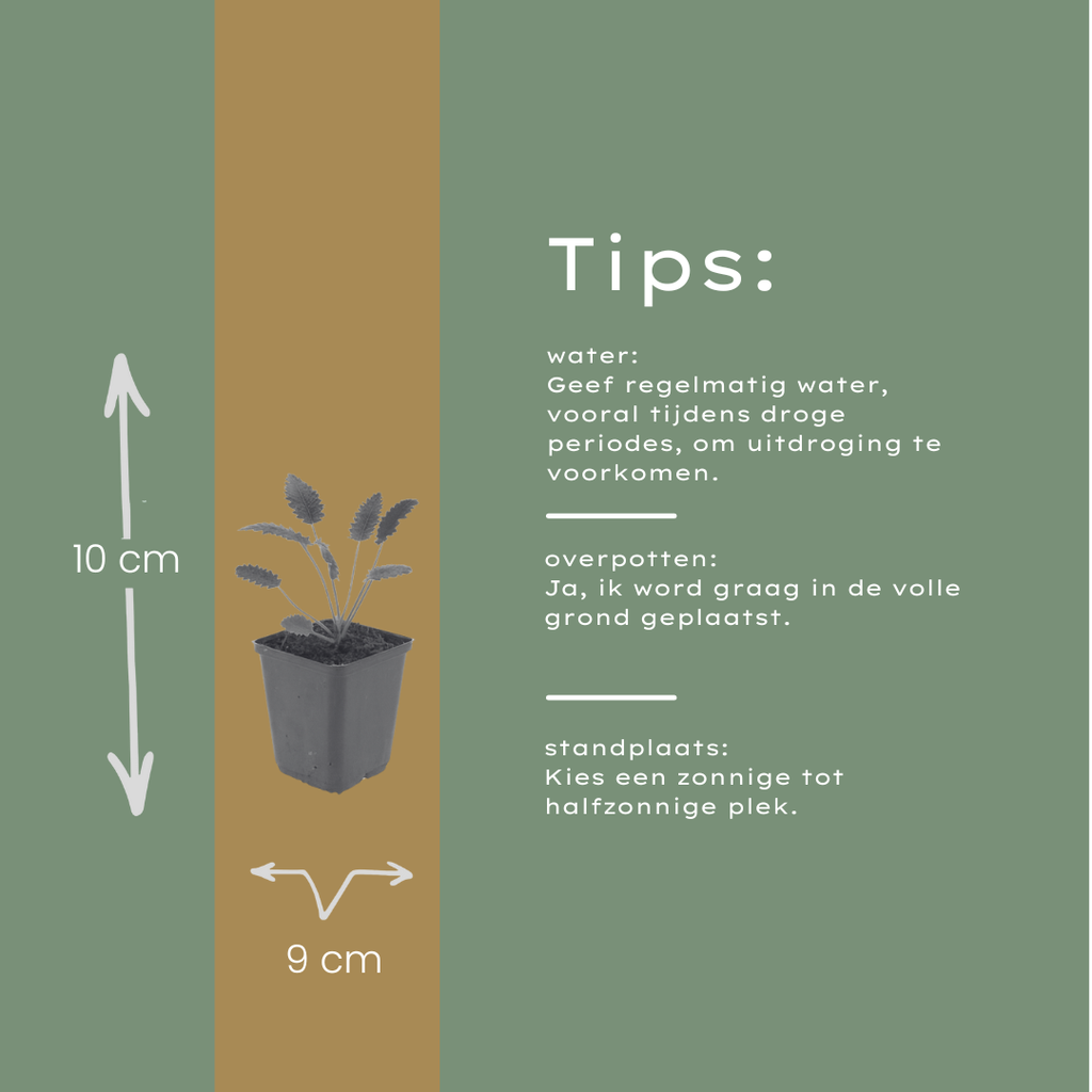 6x Sanguisorba o. 'Tanna' - ↕10-25cm - Ø9cm