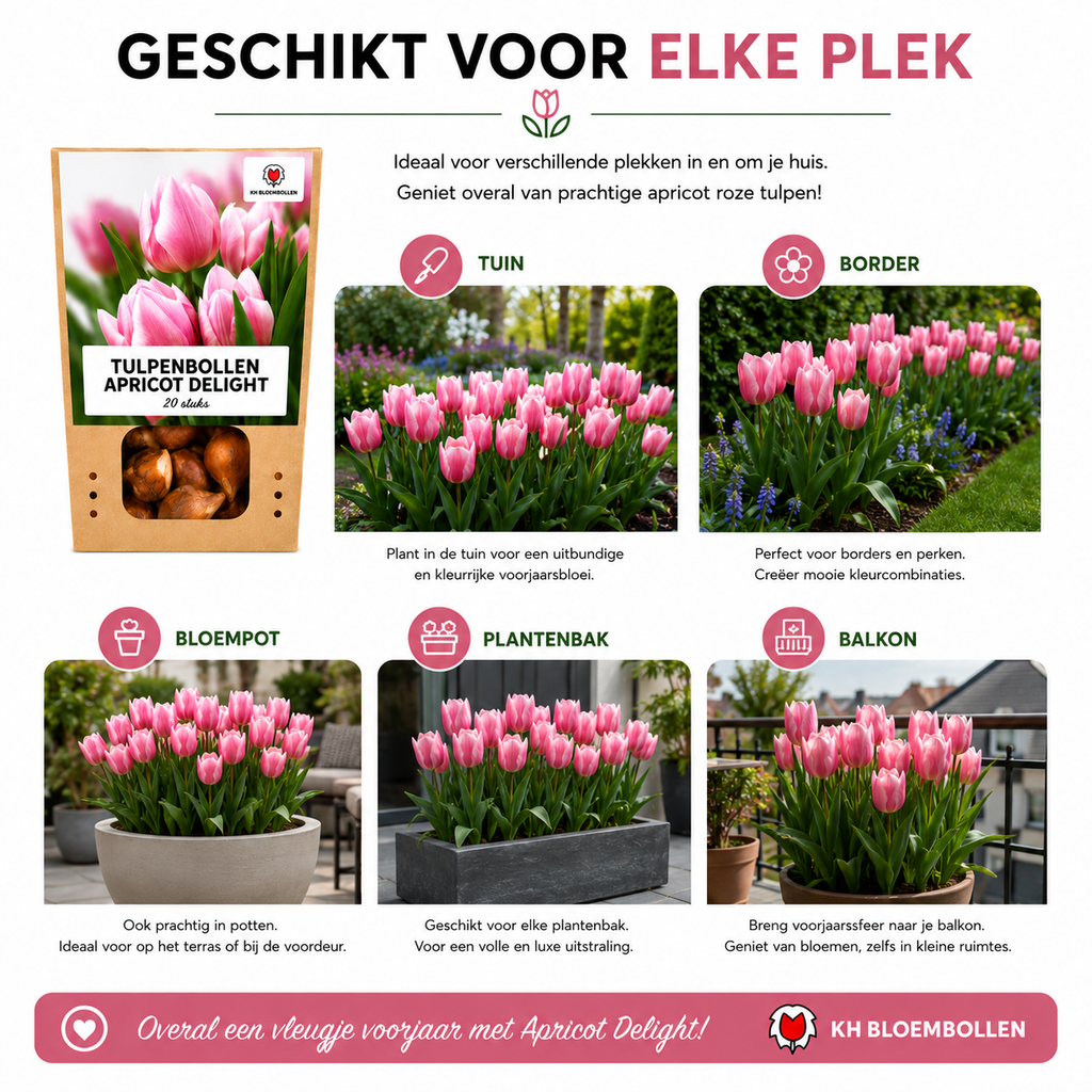 Tulpenbollen Apricot Delight – 20 Stuks | KH Bloembollen® | Roze Apricot Tulp – Zacht & Fris – Cadeau voor Tuin of Pot – Maat 11/12 – Vers van de Teler!