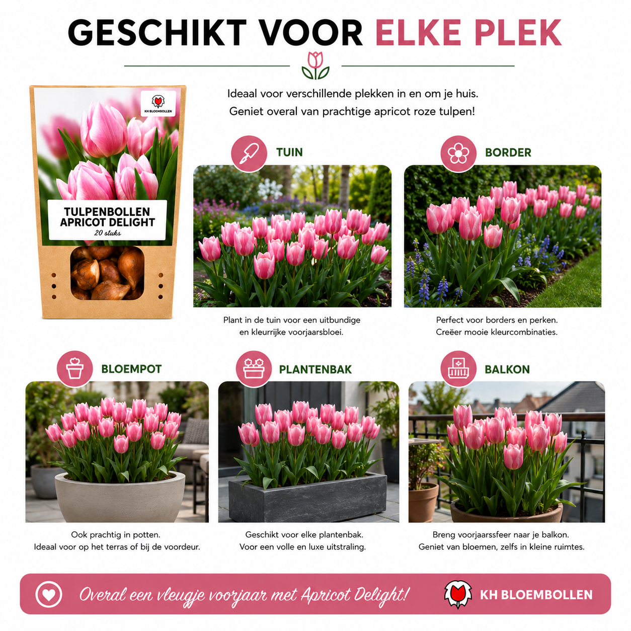 Tulpenbollen Apricot Delight – 20 Stuks | KH Bloembollen® | Roze Apricot Tulp – Zacht & Fris – Cadeau voor Tuin of Pot – Maat 11/12 – Vers van de Teler!