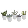 Vetplanten mix 5.5 cm - 5x - in witte pot